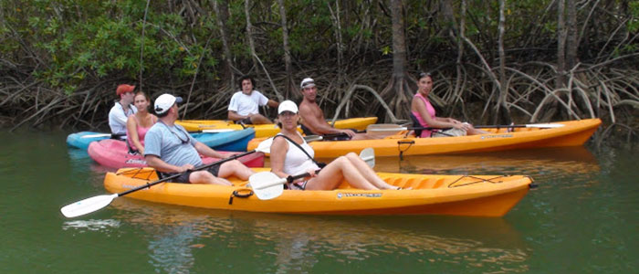 Damas Mangrove Kayaking