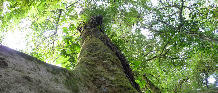 Santa Elena Cloud Forest Biological Reserve