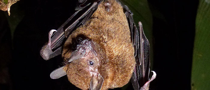 Bat Program