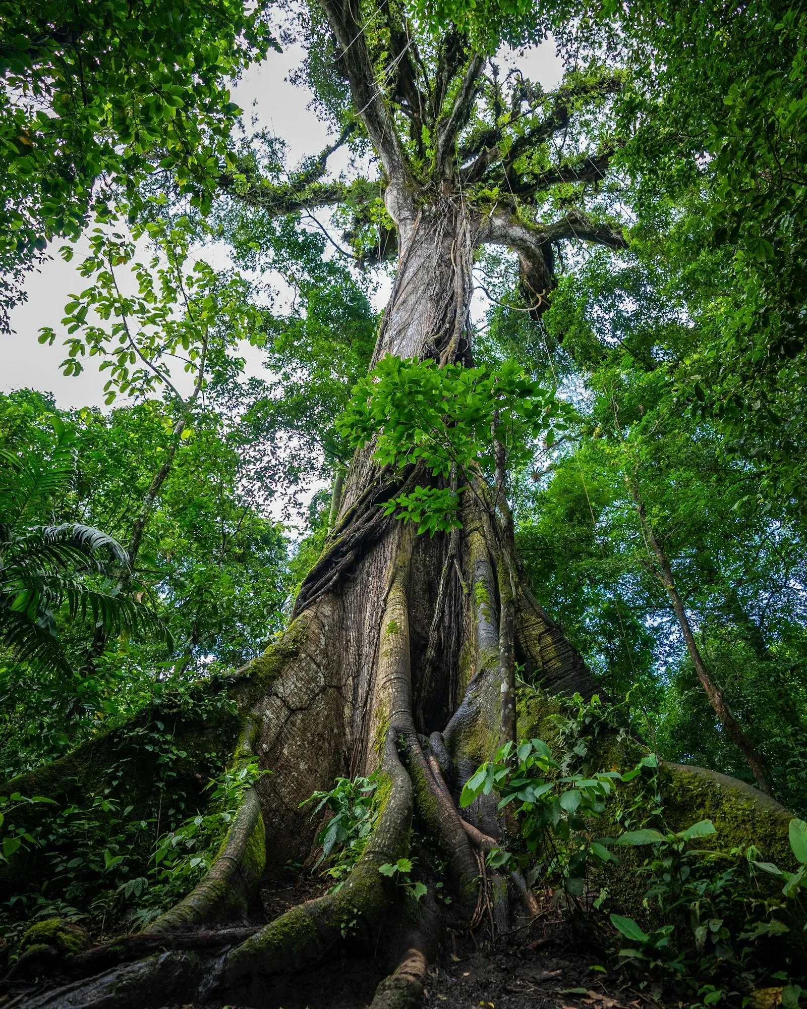 Wilderness — Costa Rica